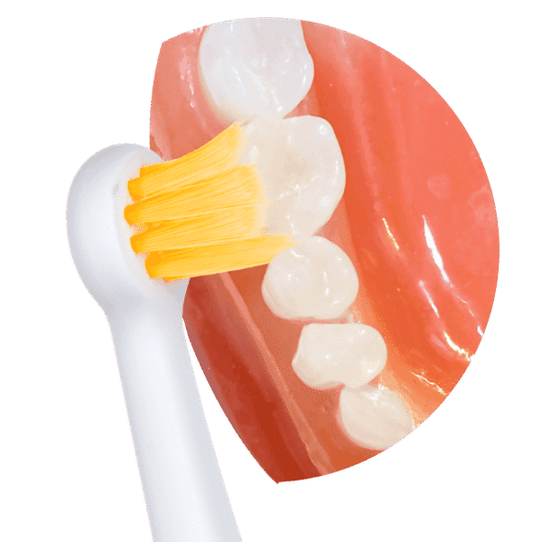 edel+white Focus® Bürstenköpfe